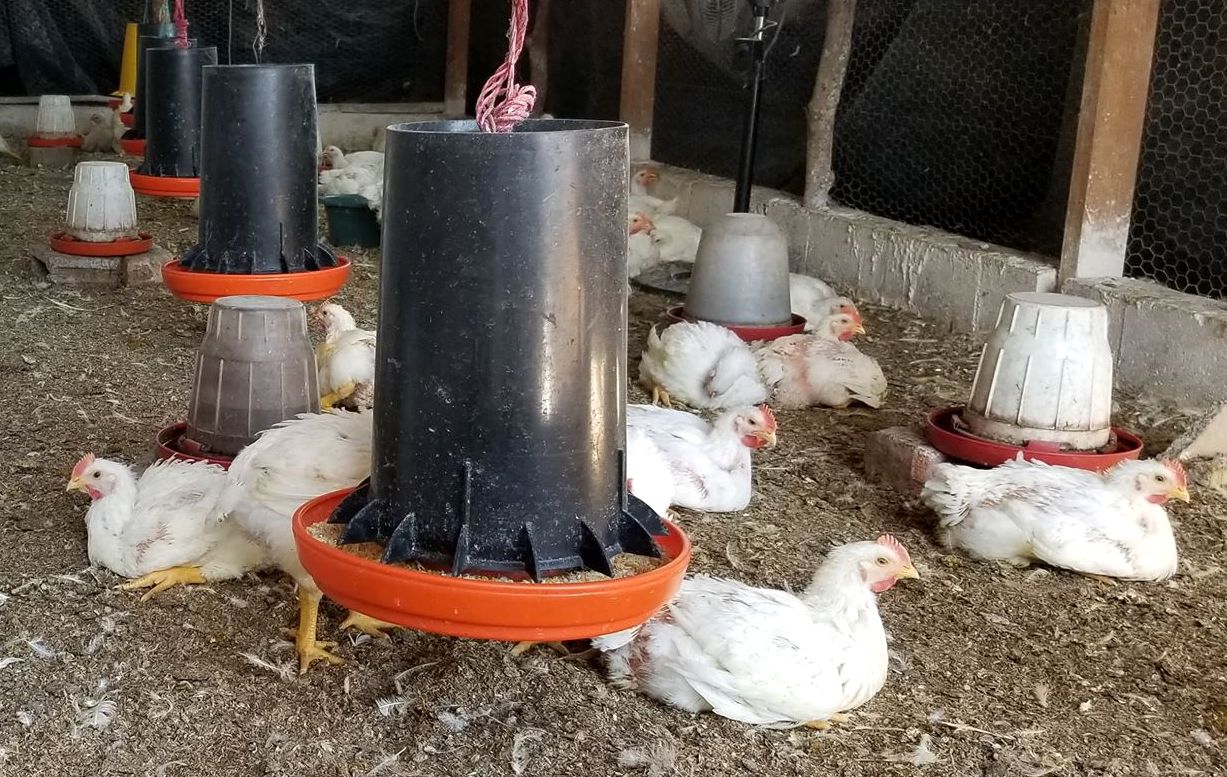 Chicken Feed