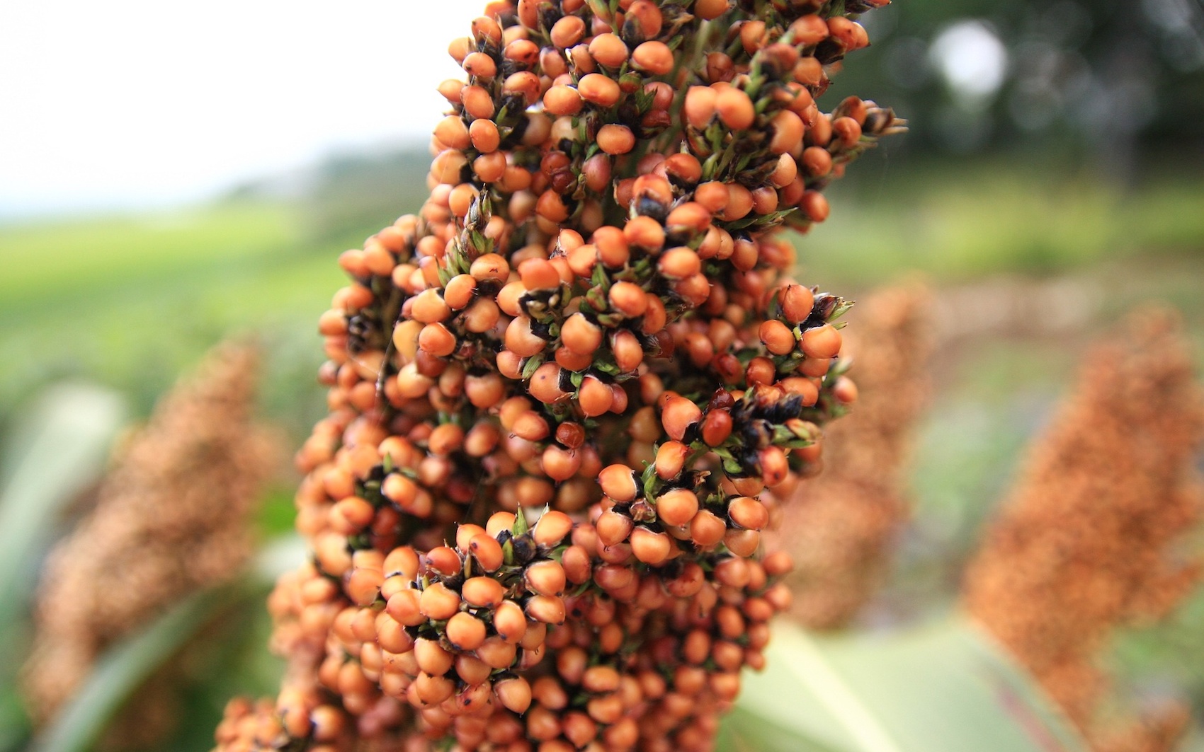 Sorghum