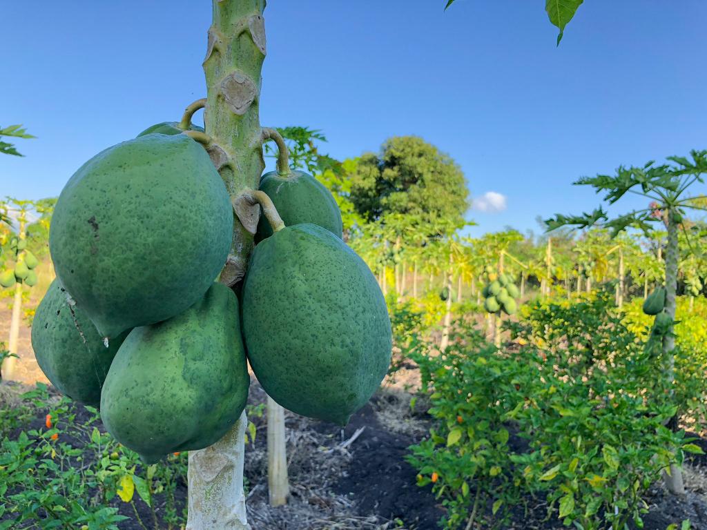 Haiti_agri_fruit_2018-3