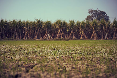 agriculture-india.jpg-opt