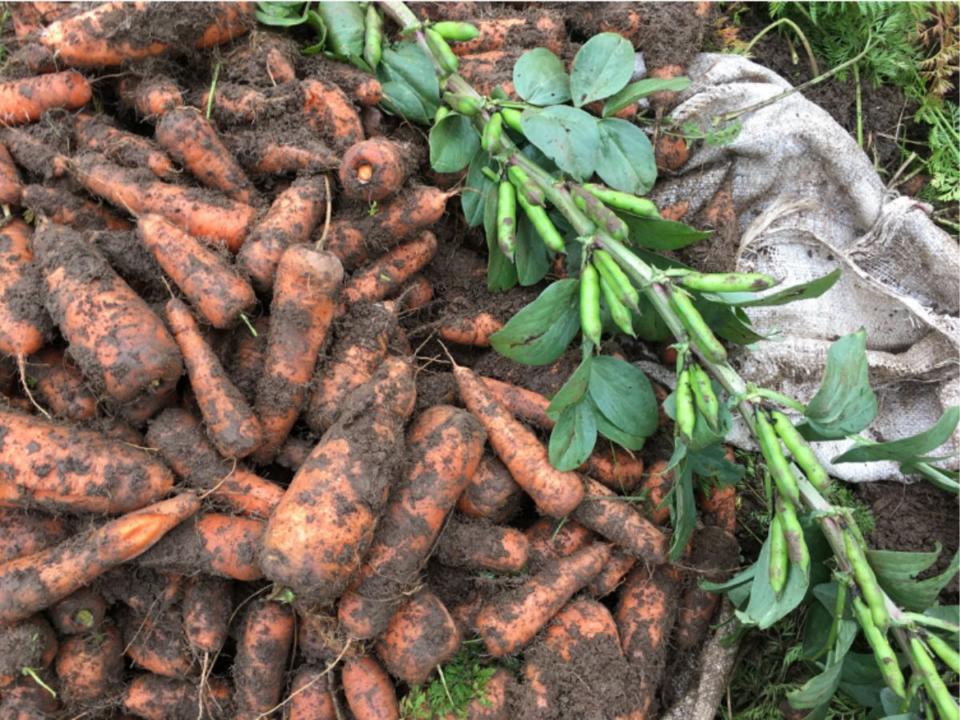 carrot harvest