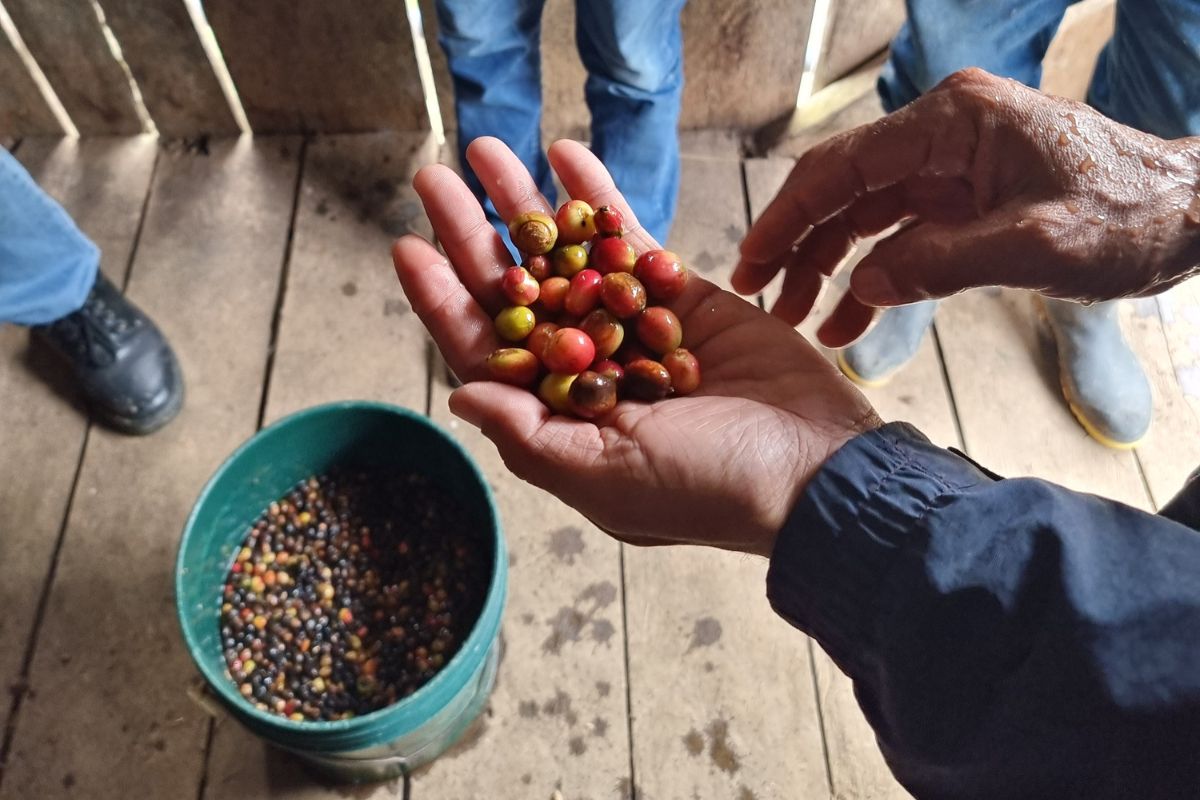 a hand holds coffee beans