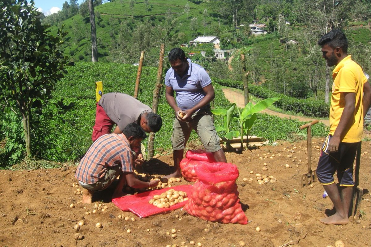 potato harvest