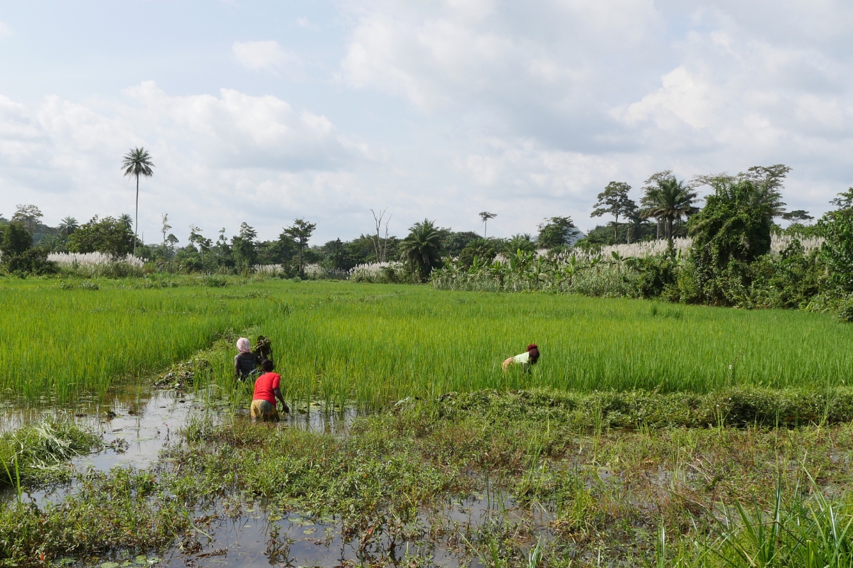 three women work in a field of rice