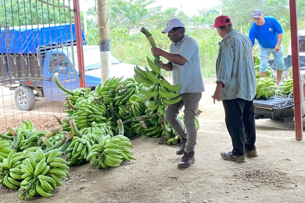 three men unload bananas from a blue truck
