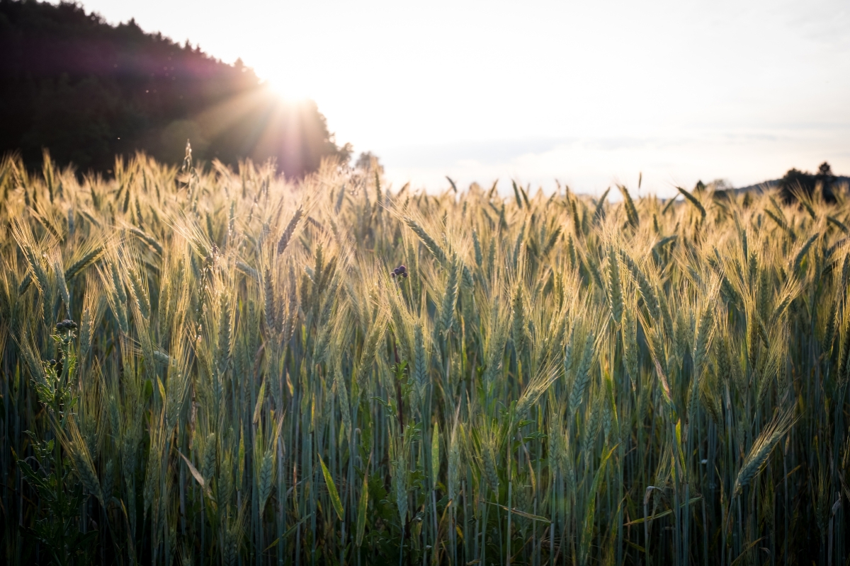 a field of barley with rays of sunlight
