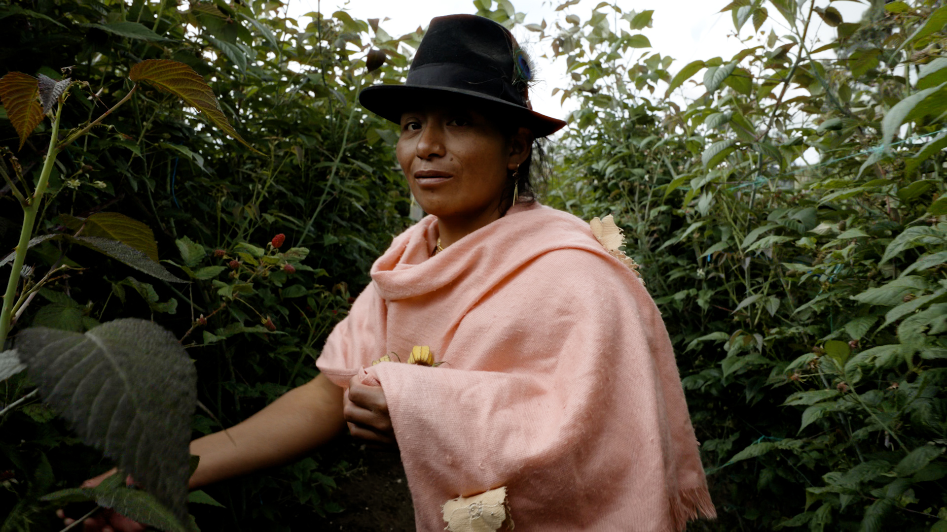 a woman stands in a row of raspberries