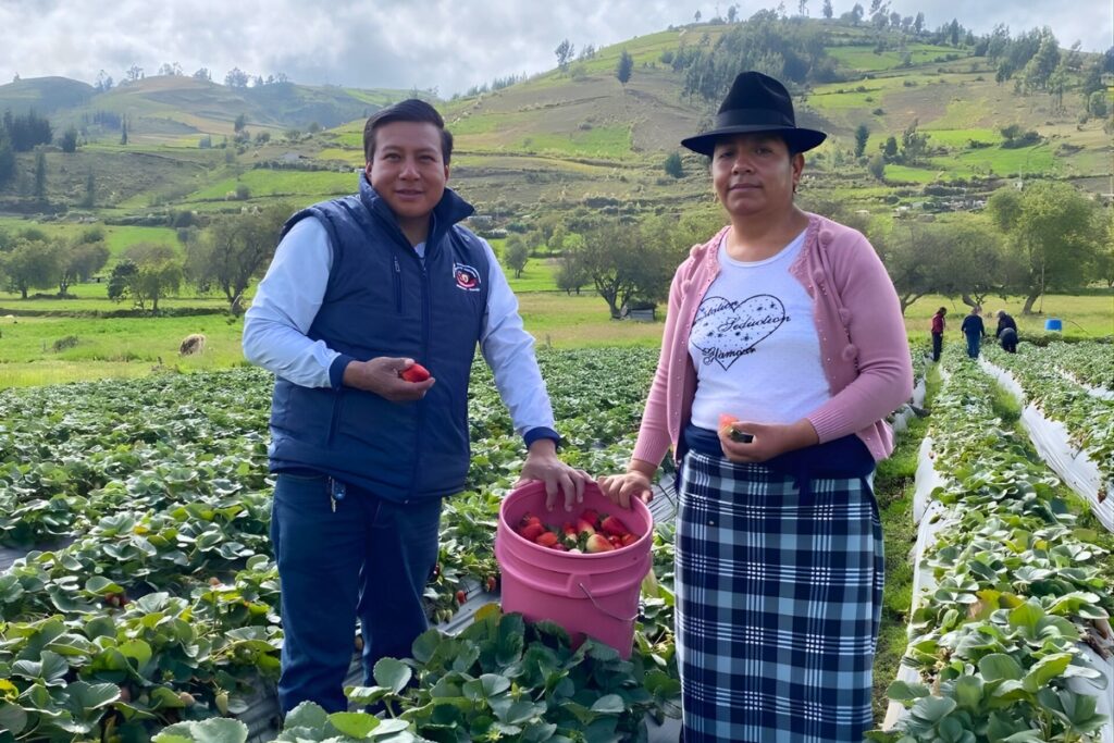 two people stand in a field of rows of strawberries in front of rolling green hills