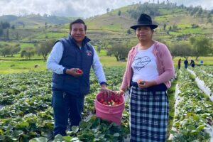 two people stand in a field of rows of strawberries in front of rolling green hills