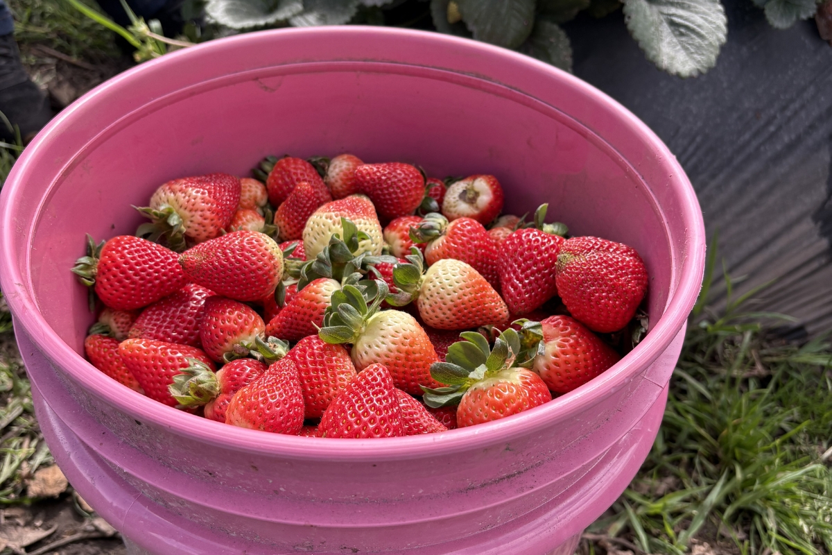 strawberries in bucket