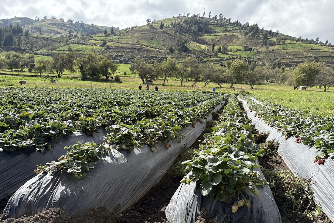 strawberry rows
