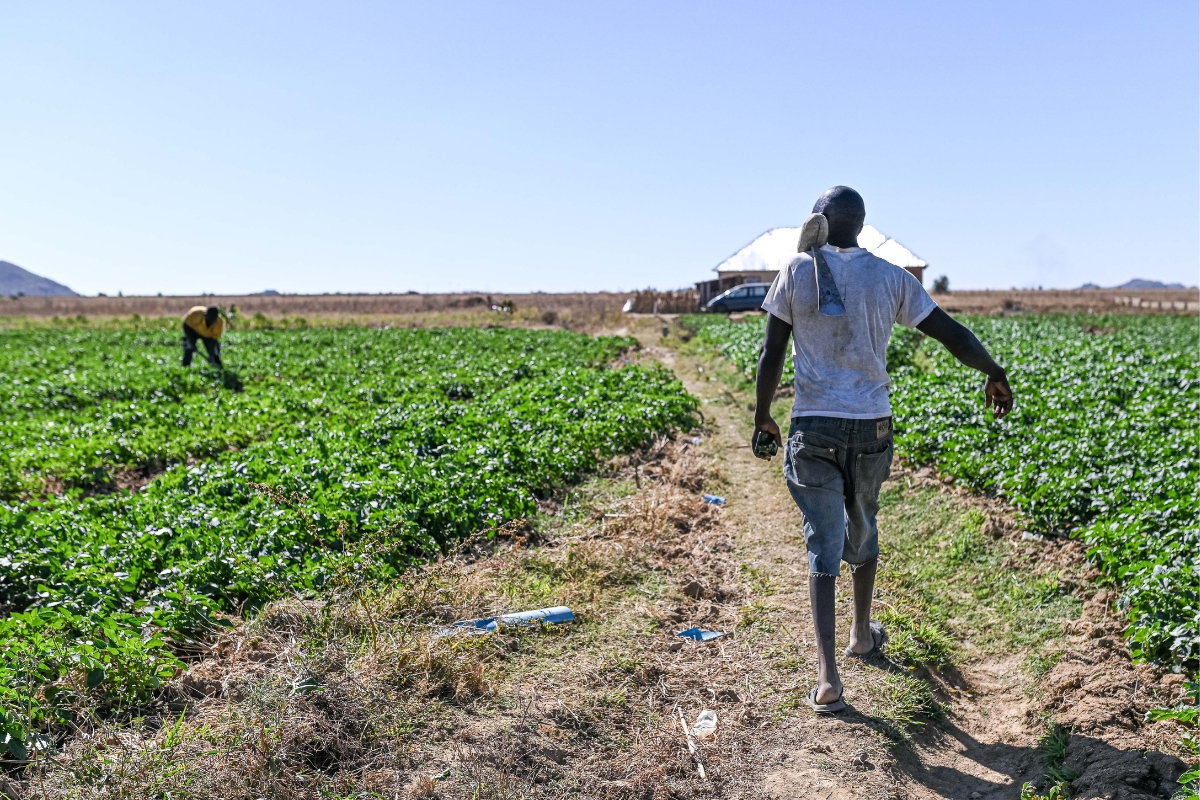 a man walks on a dirt path into a green field of crops