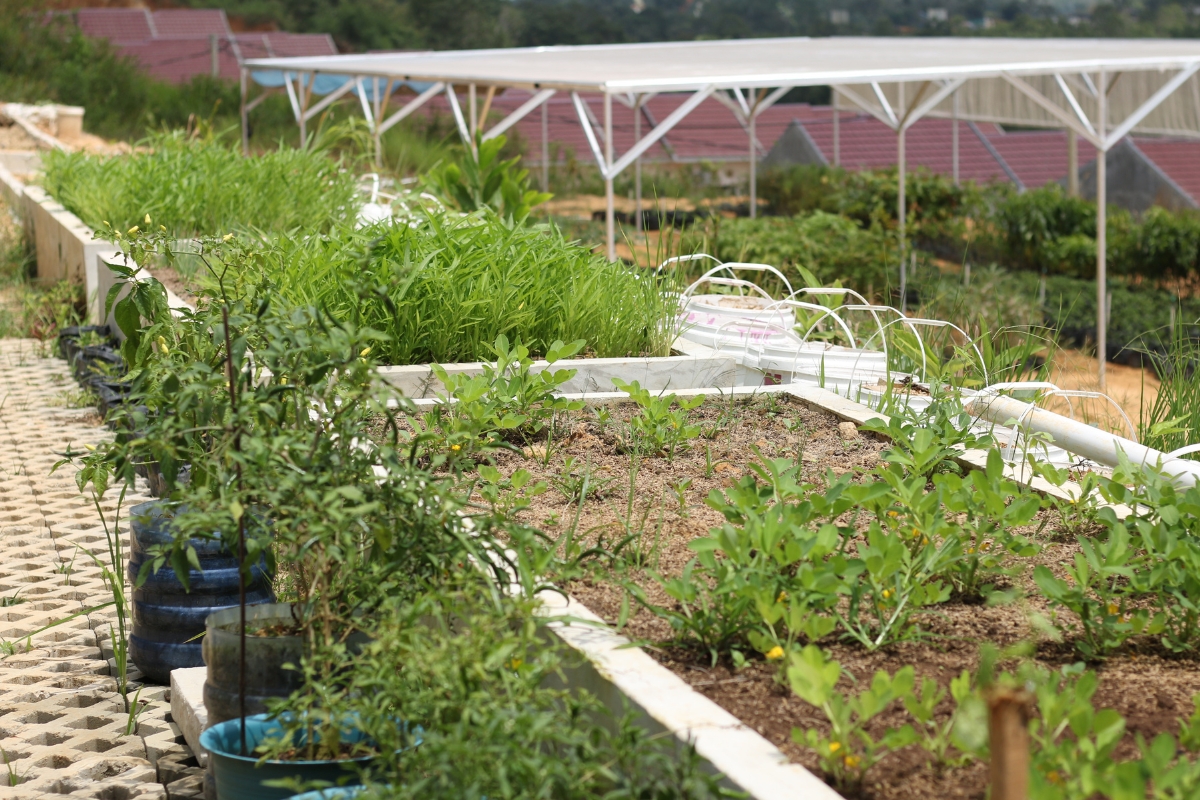 farming at Mentari