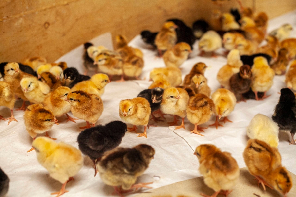 many baby chicks