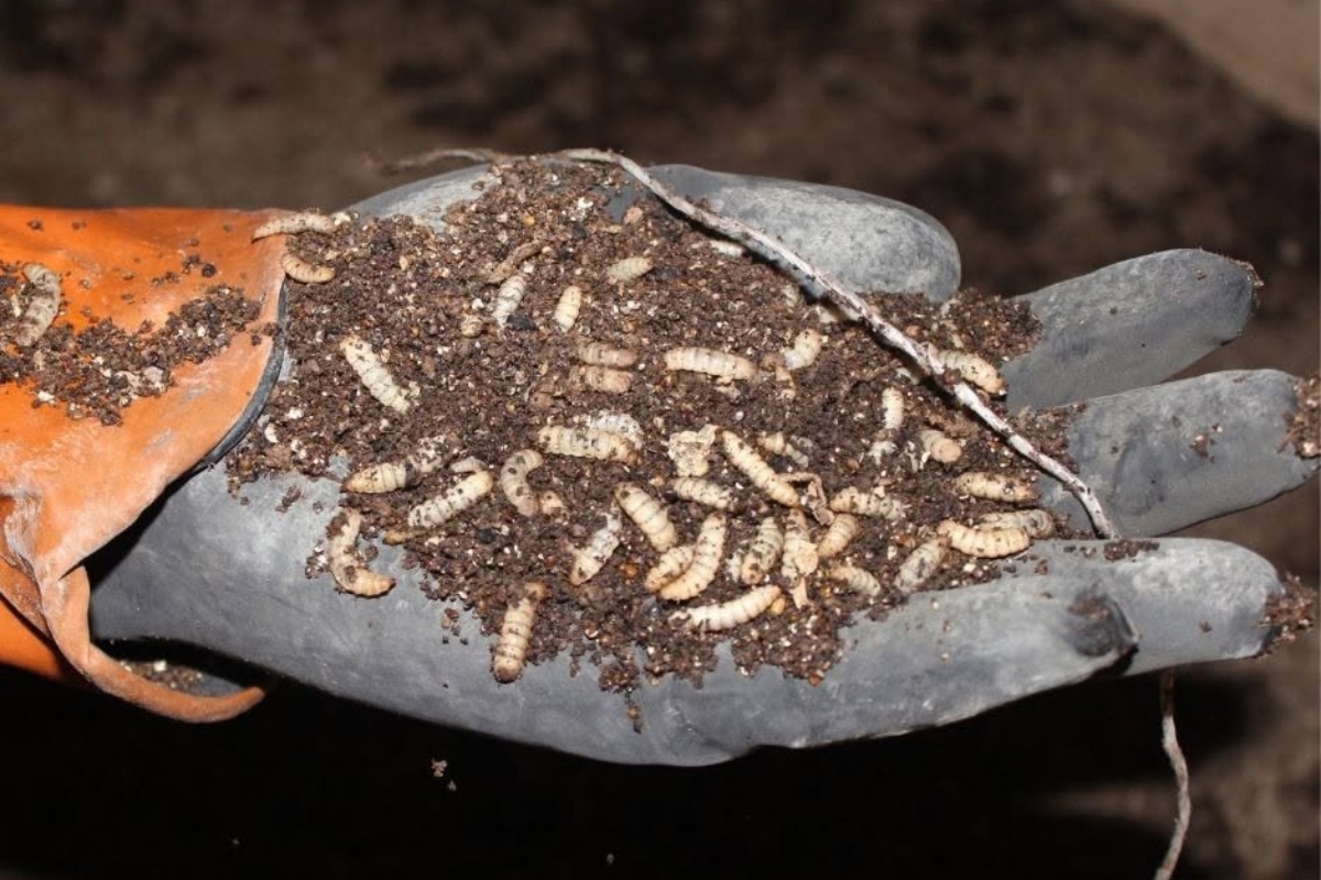 dirt and larvae in the palm of a hand wearing a black glove