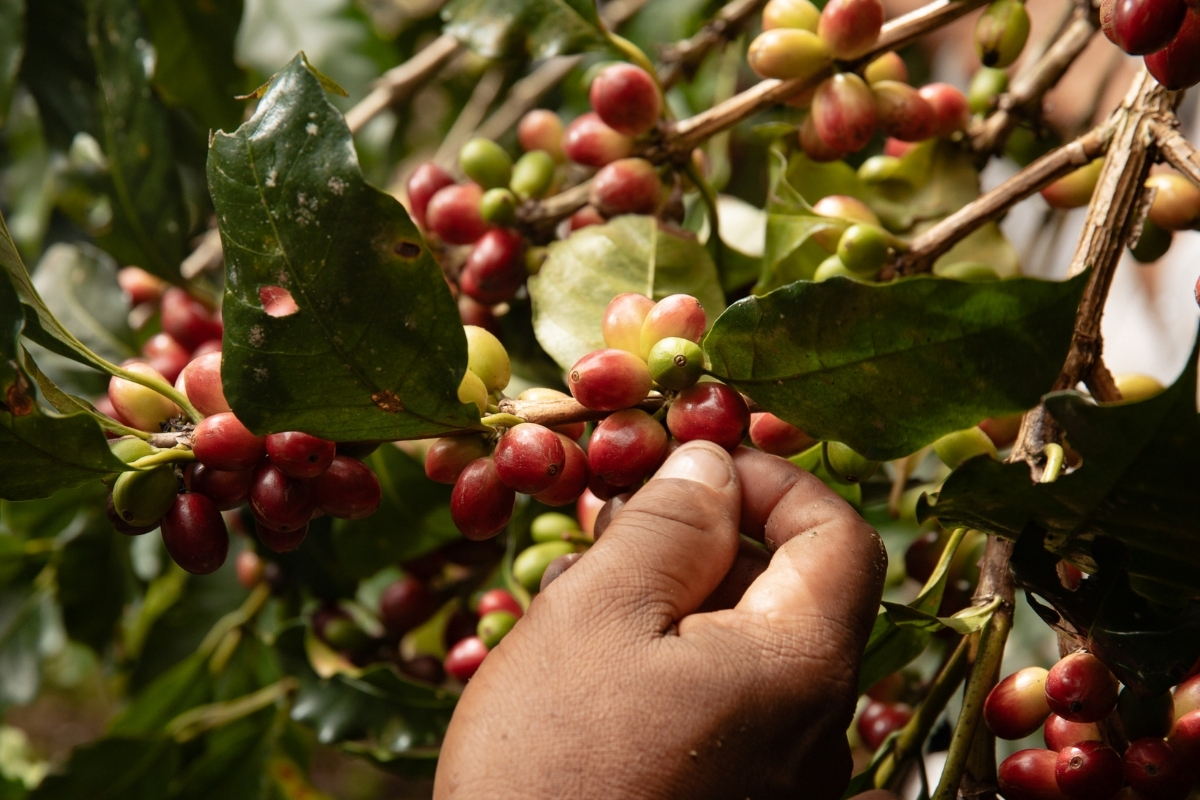 hand touching red and green coffee beans on the vine