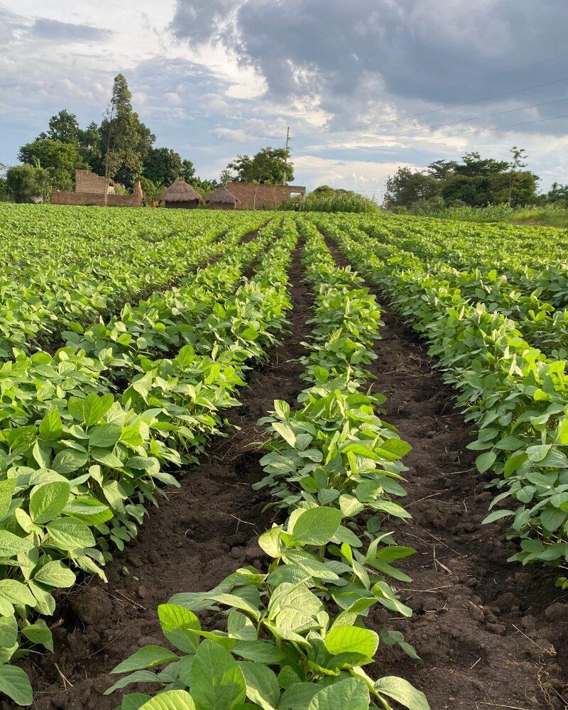 A field of rows of young soybean plants